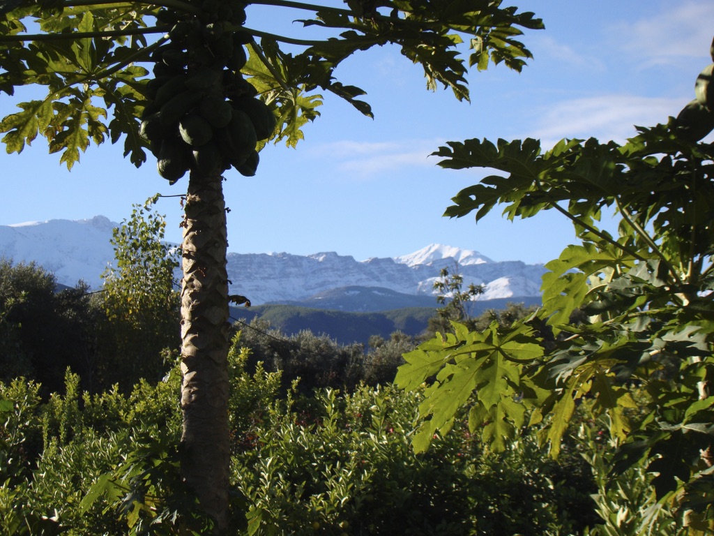 Papaya mit Schneebergen